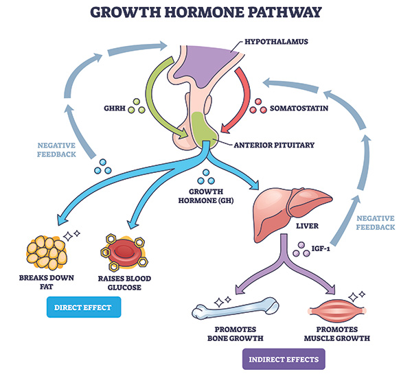 Types of muscle fibers